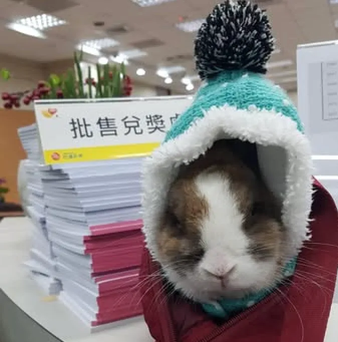 伍拾億彩券行的店兔「李進寶」。台灣彩券公司提供