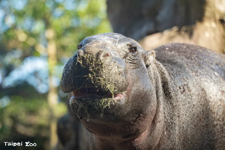 來自新加坡動物園的侏儒河馬Thabo適應良好，19日正式亮相。台北市立動物園提供