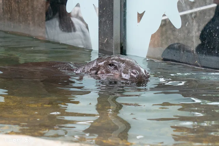 新加坡的雄性侏儒河馬「Thabo」 19日起在台北動物園亮相。台北市立動物園提供