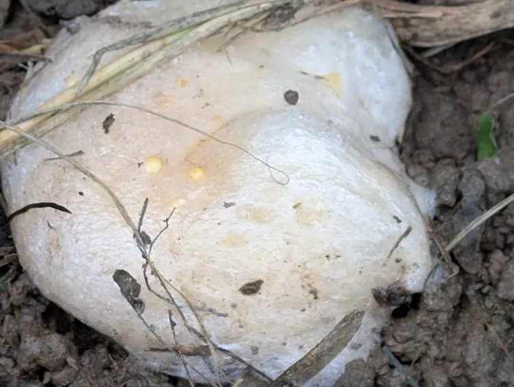 雌蛙體型越大，產下的卵泡體積越大。太管處提供