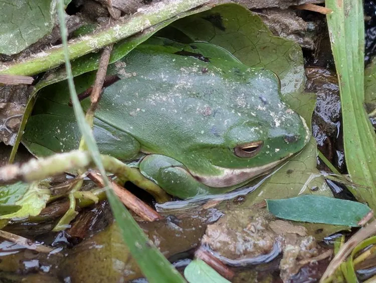 海拔高度不同莫氏樹蛙繁殖期也存在差異。太管處提供