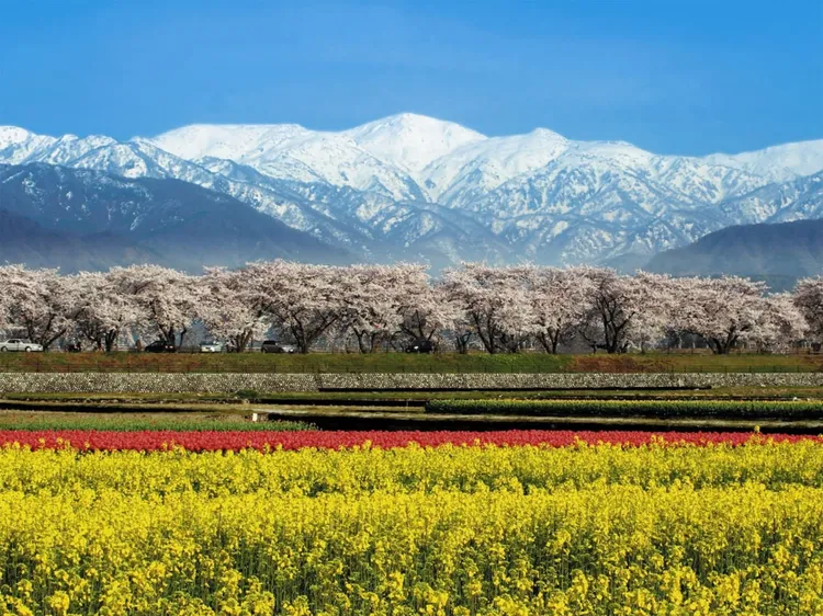 日本獨家企劃櫻花樹下野餐時光。業者提供