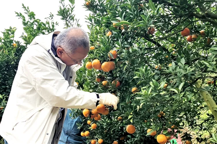 新竹縣桶柑盛產。工研院提供