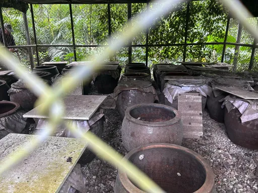 花莲卓溪部落惊见小黑熊 布农族人直击!牠闯腌梅工厂偷尝好滋味