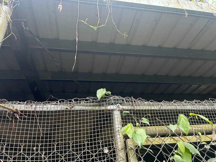 小黑熊翻越鐵網闖入卓溪鄉一處醃梅工坊。林保署花蓮分署提供