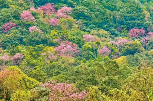 春節假期走入浪漫粉紅秘境! 三芝二子坪賞櫻專車2月啟動