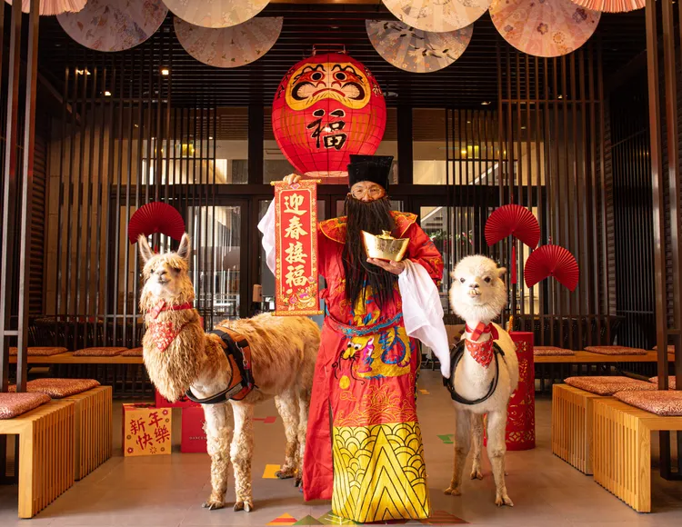 初一及初二有財神報喜跳加官，以及羊駝新春巡禮活動。綠舞提供