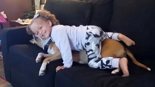 45kg寵物狗咬死3歲小主人 父打盹醒來:到處是血女兒死了