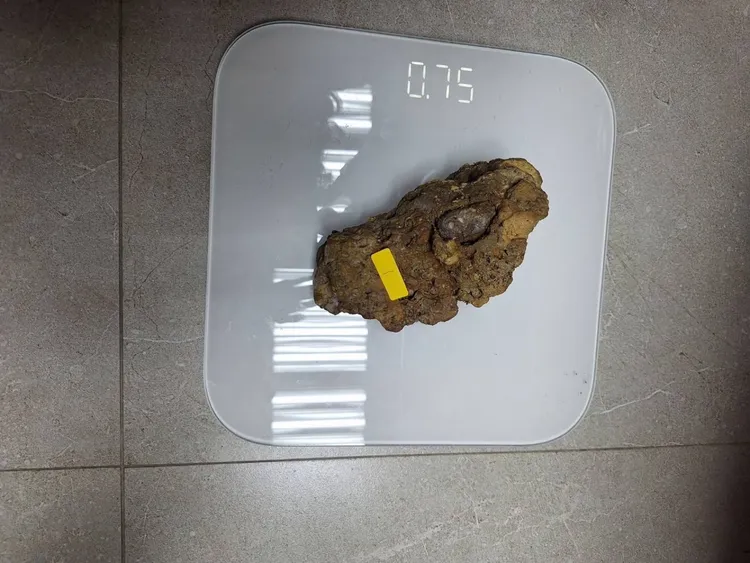 林男盜取的北投石。警方提供