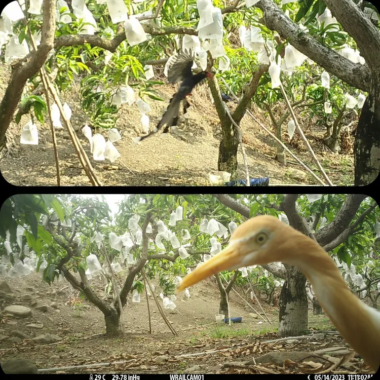 猴友善農園出現台灣藍鵲，還有一隻跑來自拍的黃頭鷺。猴友善農業提供