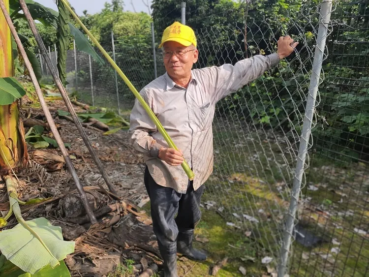 電圍網是目前最友善的防治設施。圖為旗山的香蕉芭樂園。猴友善農業提供