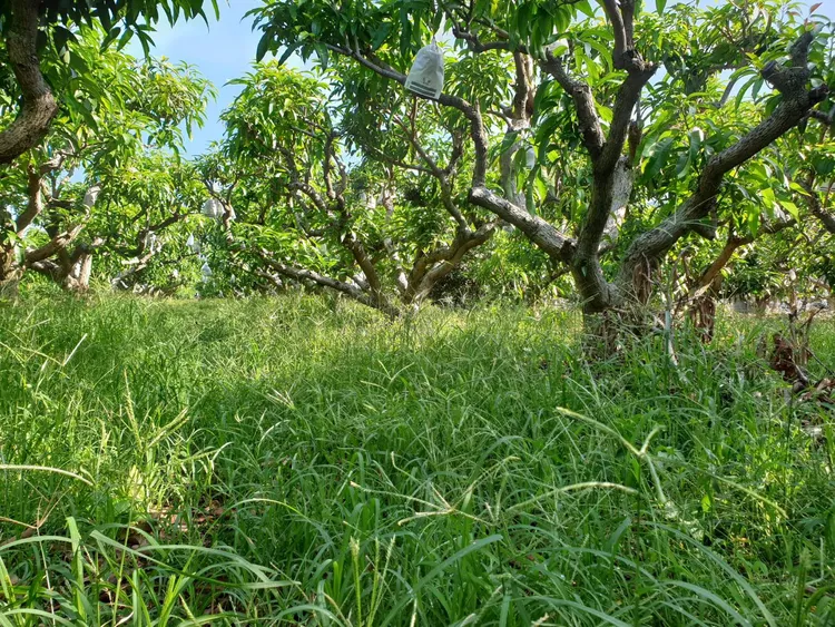 猴友善果園芳草如茵、鳥叫蟲鳴，宛如野生動物樂園。猴友善農業提供