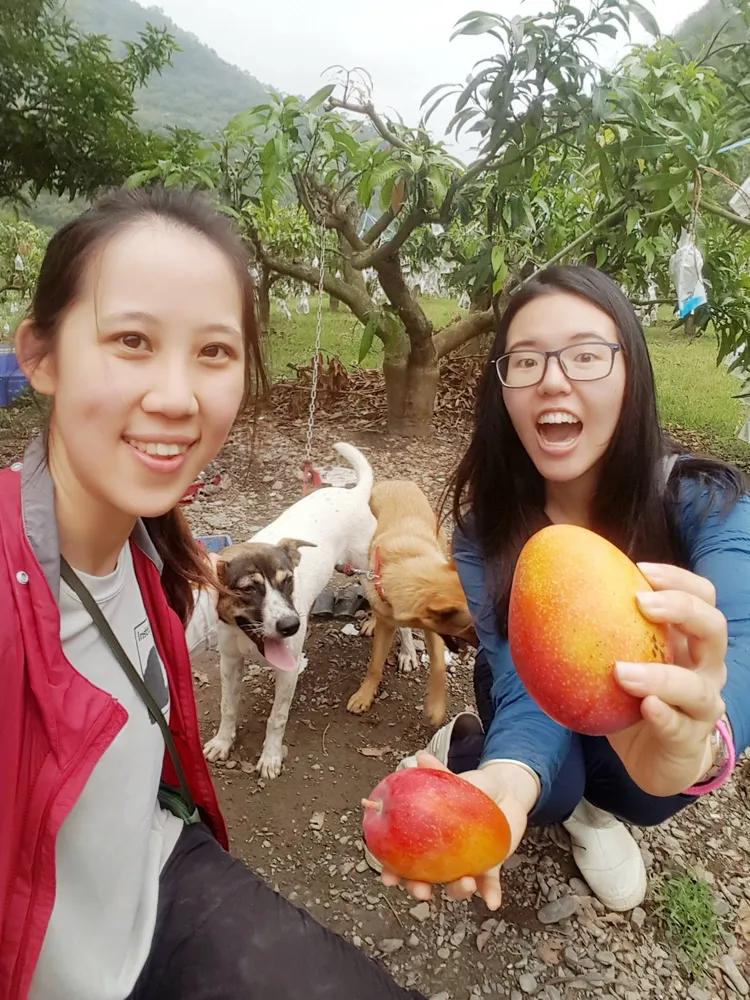 「猴友善農業」目前主力放在協助屏東枋山果農，協助行銷芒果。猴友善農業提供