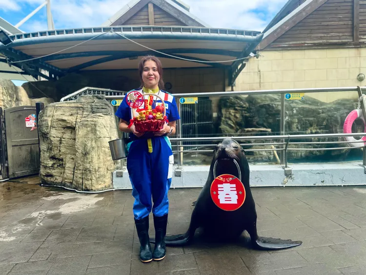 海獅拜年發紅包。遠雄海洋公園提供