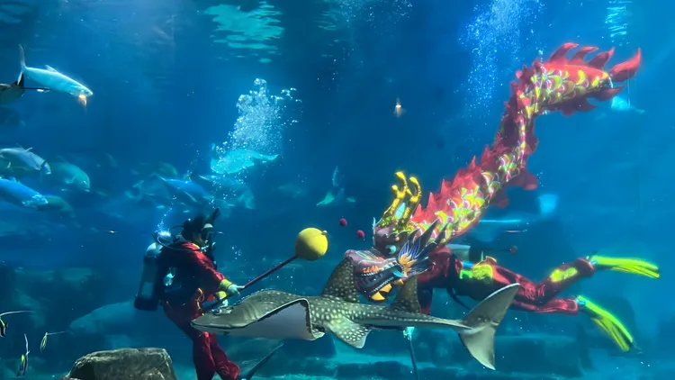 春節大年初一至初五限定的水下祥龍餵食秀。遠雄海洋公園提供