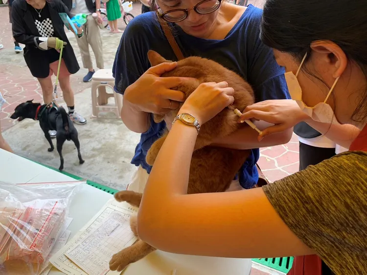 為毛寶貝植入晶片不僅是守法的行為，也是對毛寶貝的愛和責任。動保處提供