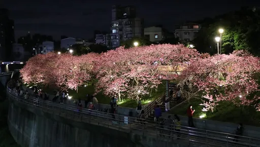 蛇年走春!台北2025賞花圖鑑 迪士尼獨家授權公主裝置藝術超吸睛