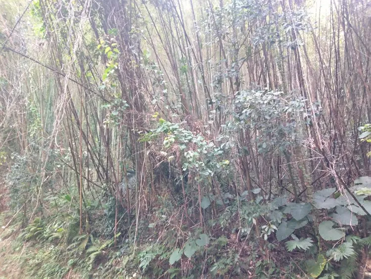 復興區枯老竹林。農業局提供