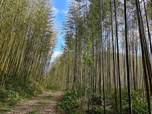 增加森林碳匯 桃園農業局力推老竹林新生!喜迎2025年
