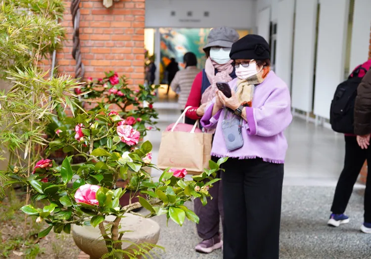 茶花展。新竹縣府提供