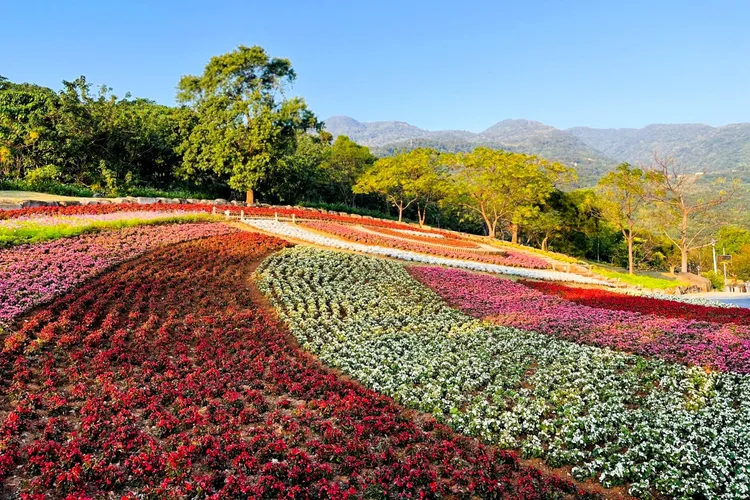 北投三層崎花海以最絢麗的花彩迎接蛇年，象徵守護與祝福的大冠鷲地景，展翅守望整片花田。台北市政府工務局公園路燈工程管理處提供