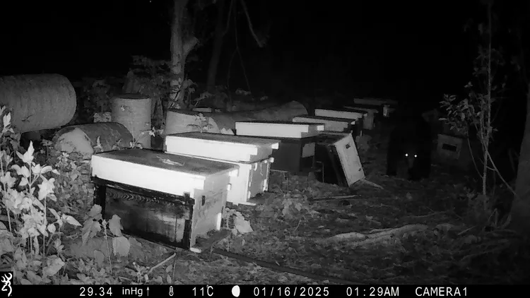 紅外線拍到台灣黑熊夜間侵入養蜂場。林保署花蓮分署提供