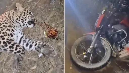 母豹衝公路被機車猛撞　牠死前負傷撲殺拖騎士下黃泉