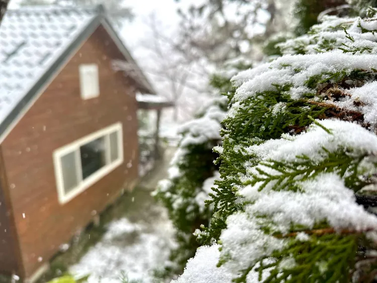 拉拉山及中心路今日均飄下今（2025）年度初雪，目前下到拉拉山登山口等處。觀光局提供