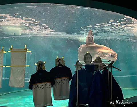 都沒人來找我玩!日水族館曼波魚悶悶不樂 館方出奇招讓牠恢復元氣