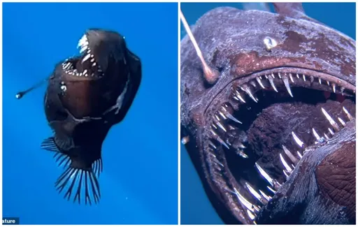 來自深海有尖牙的「黑魔鬼」 高清本尊首現身!