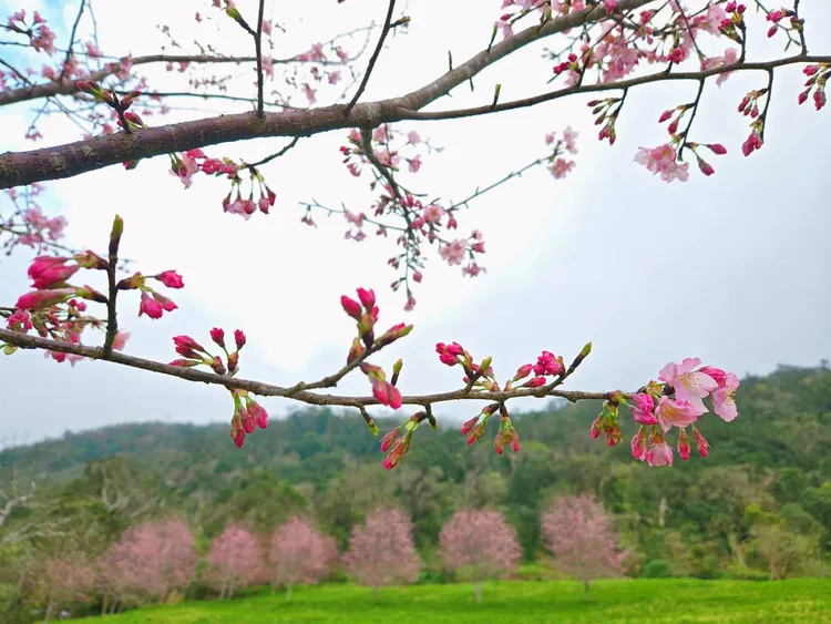 染井吉野櫻盛開非常美麗。李光濱攝