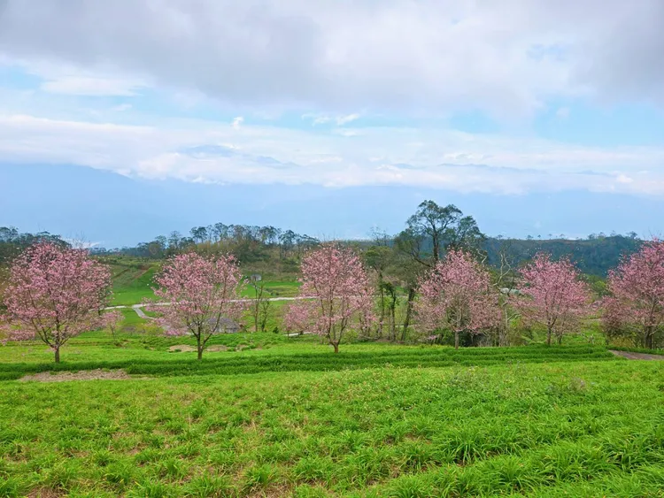 種植在金針園的一整排染井吉野櫻正綻放中。李光濱攝