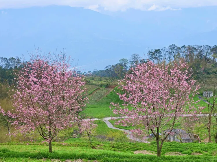 粉白花色染井吉野櫻正盛開中。李光濱攝