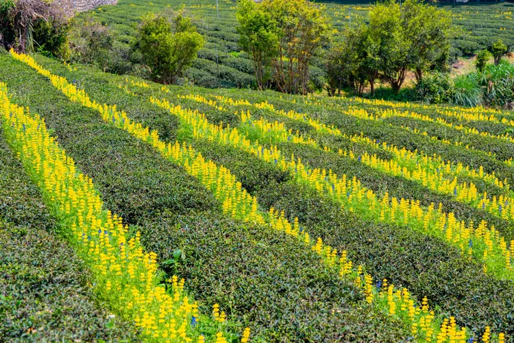 2025桃園魯冰花季登場。桃園市府提供