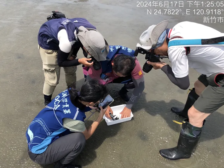 海保署巡查員與新竹市政府人員於香山濕地進行稚鱟調查。海保署提供