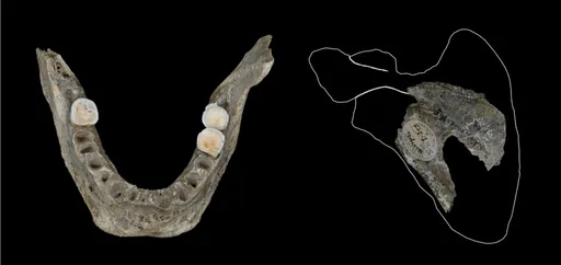 人肉鹹鹹！史前歐洲武士是吃人魔　挖食敵人大腦