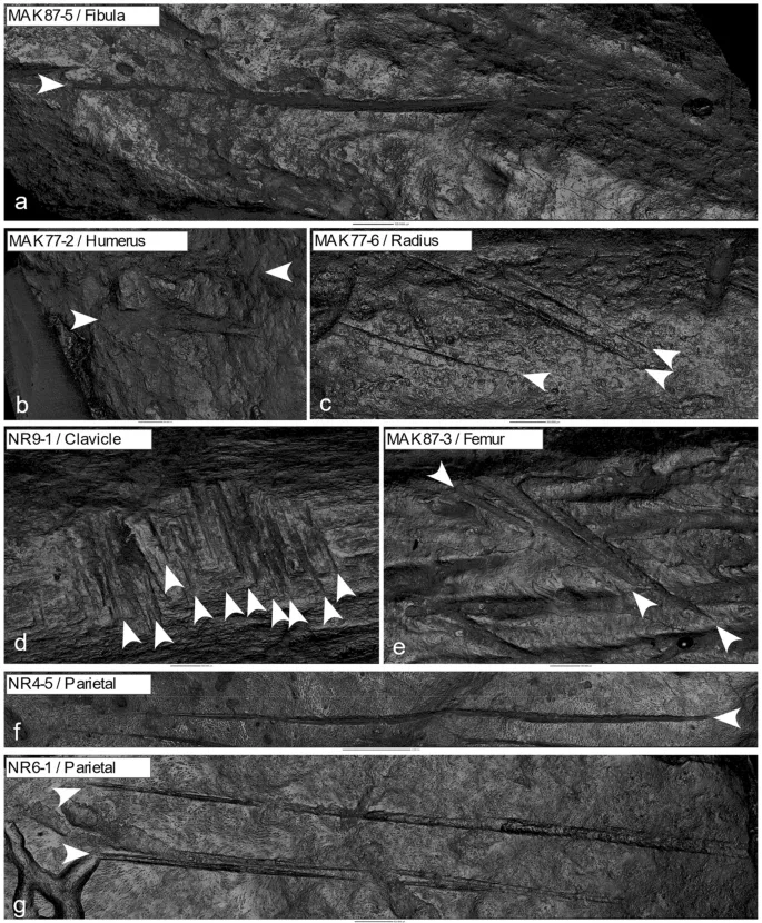 骨骸上的刀痕。翻攝自自然期刊