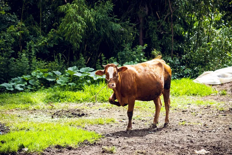 屬牛者在蛇年的運勢，挑戰與機遇並存。取自Pixabay