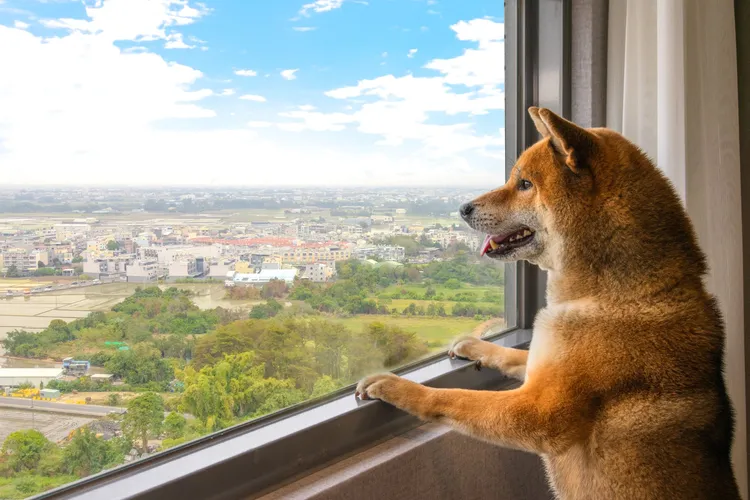 嘉義福容voco酒店將寵物友善房，安排在16樓，飼主與萌寵，同享高樓層美景。業者提供