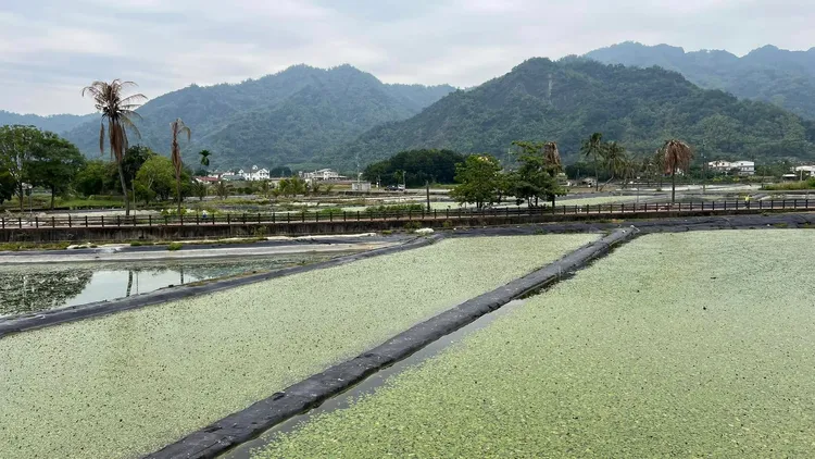 美濃野蓮田成為水雉友善棲地。黃淑玫攝 《美濃湖水雉棲地》提供