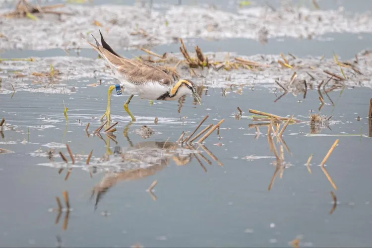 花蓮鳥友發現腳上掛美濃的識別腳環的水雉飛來。陳睿麒攝《美濃湖水雉棲地》提供
