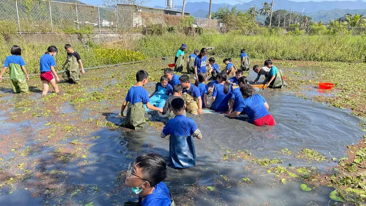 美濃當地國小學生也參與推動棲地營造。邱秀梅攝 《美濃湖水雉棲地》提供
