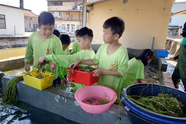 美濃當地國小學生參與友善水雉的野蓮生產過程。陳柏豪攝《美濃湖水雉棲地》提供
