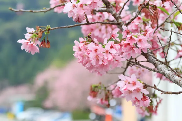 春風輕拂，櫻花漫舞，此時的日月潭處處開滿櫻花與九重花，為湖光山色披上粉嫩的色彩，為讓賓客在春意盎然的湖光山色中盡享美景與美饌。業者提供