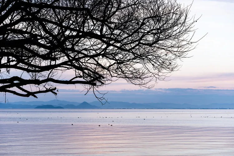 琵琶湖的冬季風光別具一格，傍晚的夕陽粉色天空，與湖面交織成美麗的景致，展現與夏季截然不同的自然魅力。業者提供