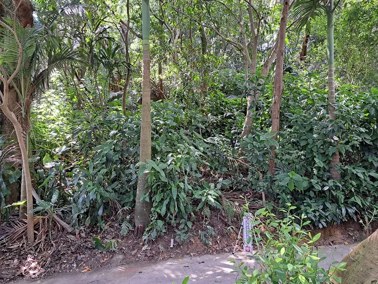 新北市中和區盛昌段1034地號土地。新北分署提供