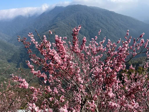 北橫櫻花季周六登場 大溪警交管措施看過來