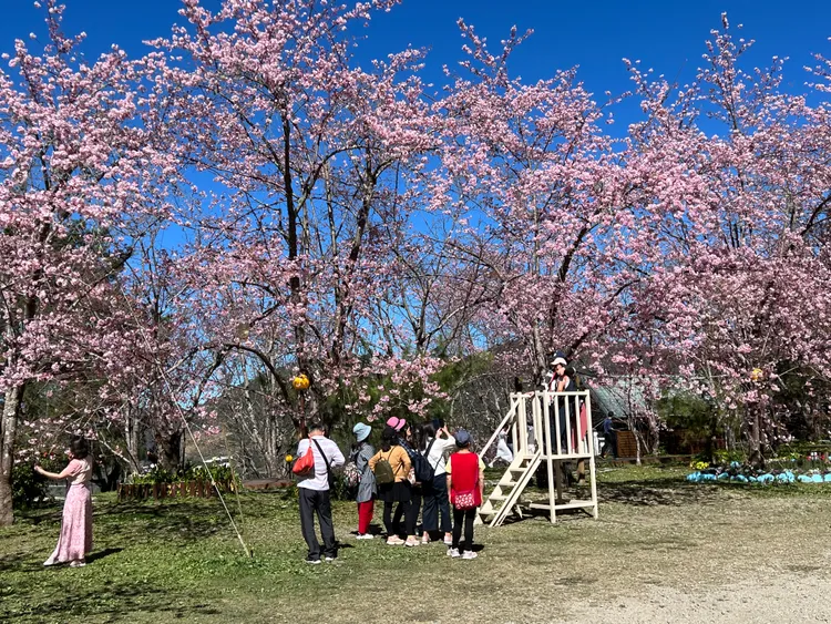 已有民眾陸續上山賞櫻。大溪警分局提供