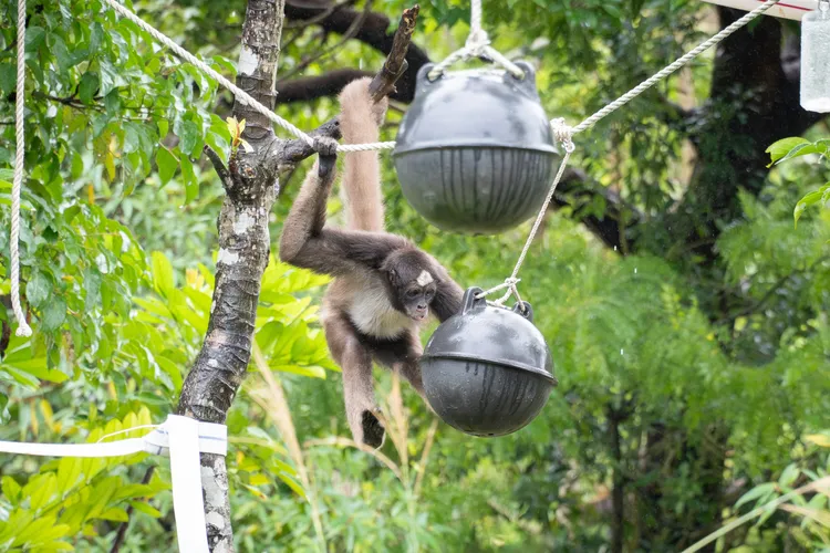 將浮球打洞後放入食物吊掛在樹上，讓蜘蛛猴搖晃浮球來尋找食物。北市動物園提供