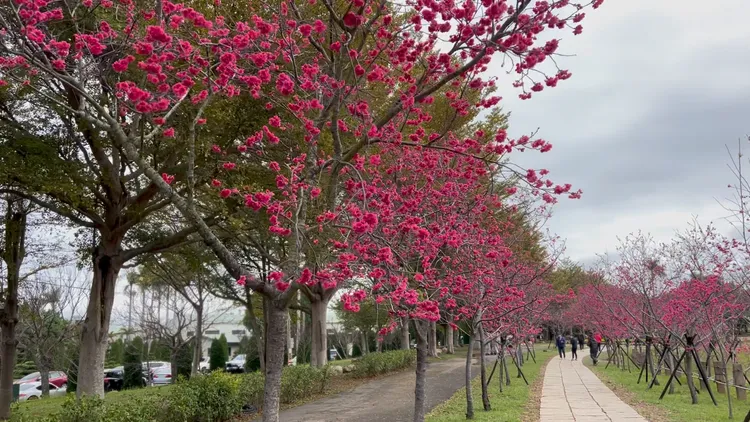 中科崴立櫻花公園種植百棵櫻花，從麗寶樂園渡假區過去車程不到10分鐘。麗寶提供